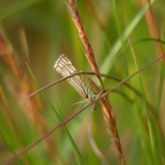 Chrysocramboides craterella