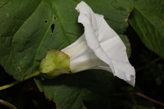 Calystegia silvatica