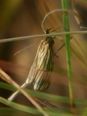 Chrysocramboides craterella