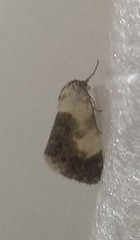 Acontia melanura
