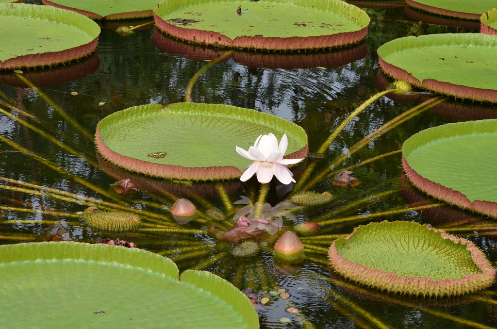 Amazon Giant Waterlily - Photo (c) Steven Lek, some rights reserved (CC BY-SA)