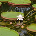 Amazon Giant Waterlily - Photo (c) Steven Lek, some rights reserved (CC BY-SA)