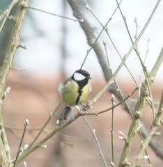 Parus major