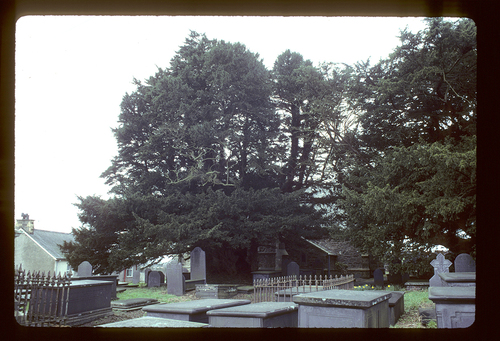 Europinis kukmedis nuotrauka