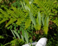 Lathyrus palustris pilosus