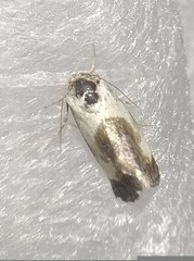 Acontia melanura