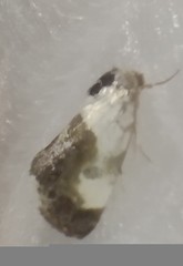 Acontia melanura
