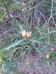 Hibiscus heterophyllus