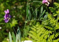 Lathyrus palustris pilosus
