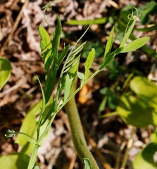 Lathyrus palustris pilosus
