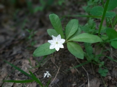 Lysimachia europaea