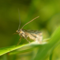 Chrysocrambus