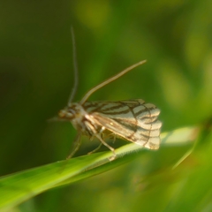 Chrysocrambus
