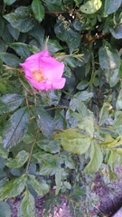 Rosa