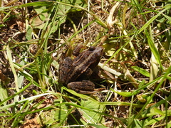 Rana arvalis