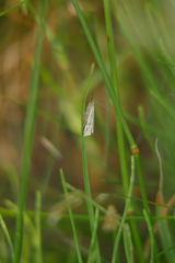 Chrysocrambus