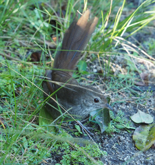Dasyornis brachypterus