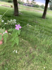 Geranium robertianum