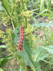 Acronicta rumicis
