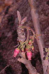 Jatropha stephani