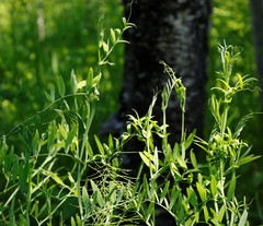 Lathyrus palustris pilosus