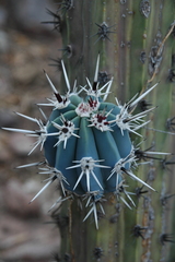 Pachycereus tepamo