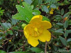 Hypericum patulum