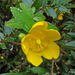 Goldencup St. John's Wort - Photo (c) Phil Bendle, some rights reserved (CC BY-NC), uploaded by Phil Bendle