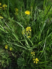 Barbarea vulgaris
