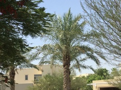 Phoenix dactylifera