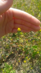 Trifolium dubium
