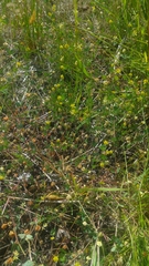 Trifolium dubium
