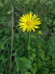 Asteroideae