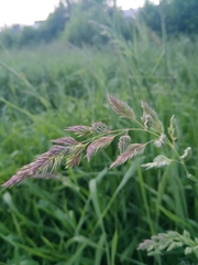 Phalaris arundinacea