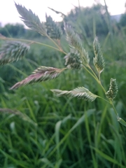 Phalaris arundinacea