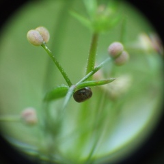 Macroglossum stellatarum