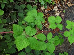 Rubus anisacanthos