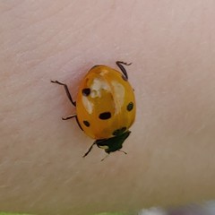 Coccinella septempunctata
