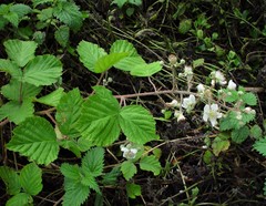 Rubus anisacanthos