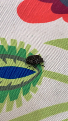 Psacasta exanthematica