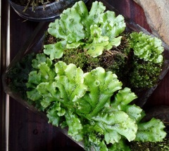 Marchantia polymorpha ruderalis