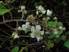 Rubus anisacanthos
