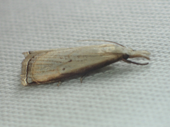 Calamotropha