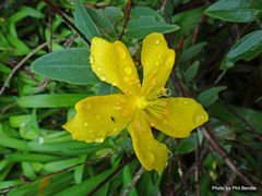 Hypericum patulum