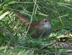 Dasyornis brachypterus