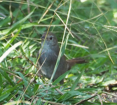 Dasyornis brachypterus