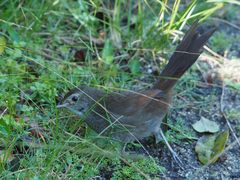 Dasyornis brachypterus