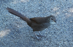 Dasyornis brachypterus