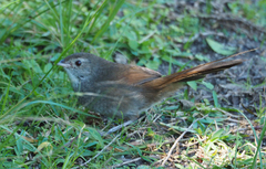 Dasyornis brachypterus