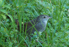 Dasyornis brachypterus